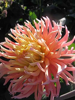 dahlia